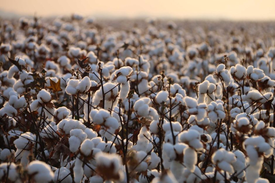 Australian Cotton T-Shirts